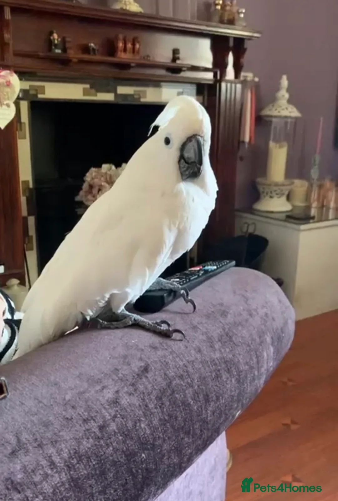Cockatoo birds for sale: Pure white cockatoo female   in Beckermet - Advert 1