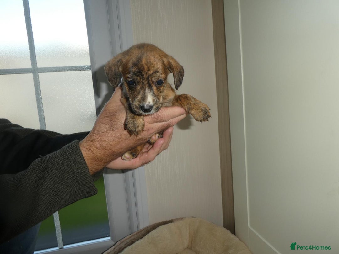 Mixed Breed dogs for sale: Springer x jack Russell  - Advert 4