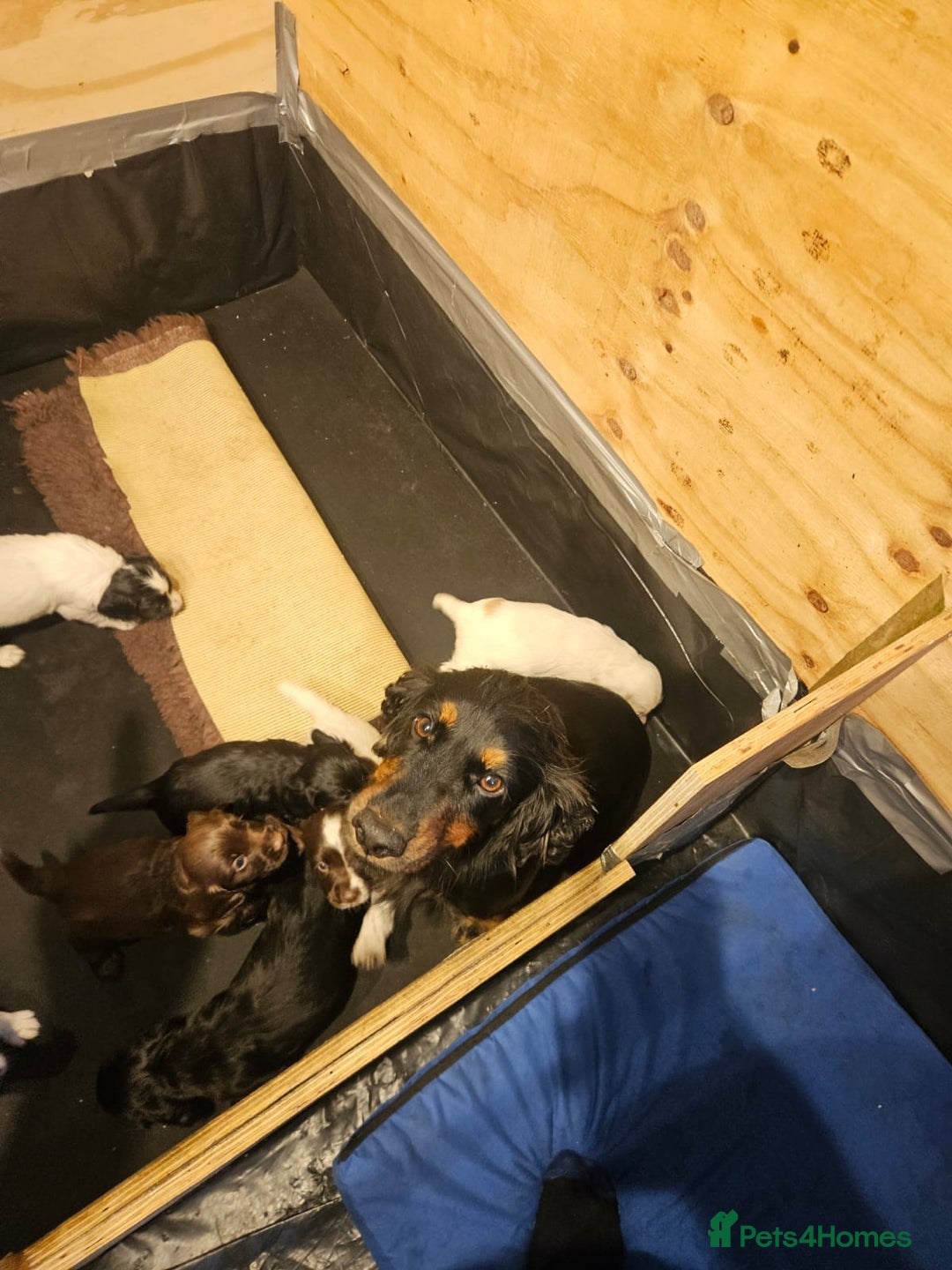 Cocker Spaniel dogs for sale: beautiful cocker spaniel puppies - Image 3