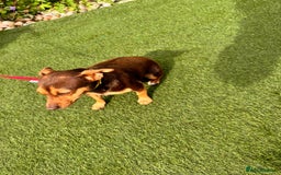 Jack Russell dogs for sale: 1 year old girl jack Russle  - Image 3