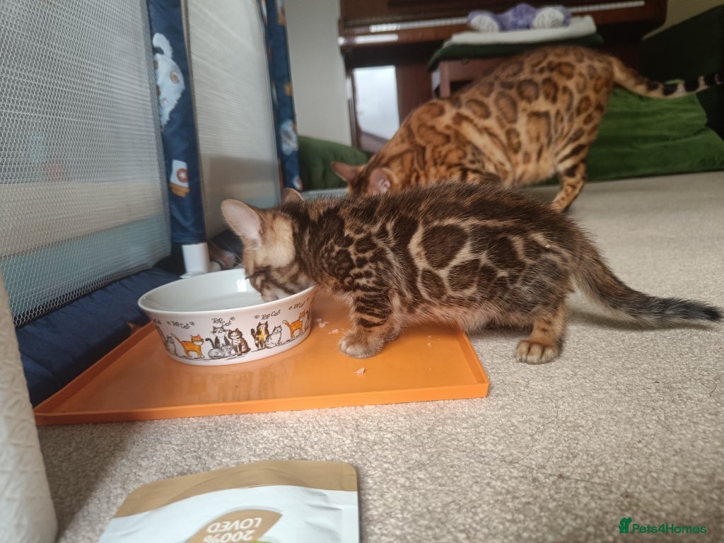 Bengal cats for sale: Absolutely beautiful pedigree bengal kittens - Advert 9