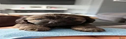 Mixed Breed dogs for sale: Schweenie puppy left looking for her forever home in Neath - Advert 1