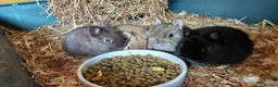 Netherland Dwarf rabbits for sale: Pure Netherland dwarf buck babies.Choc& self Black - Advert 7