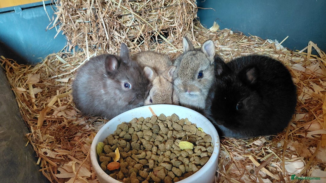 Netherland Dwarf rabbits for sale: Pure Netherland dwarf buck babies.Choc& self Black - Advert 7