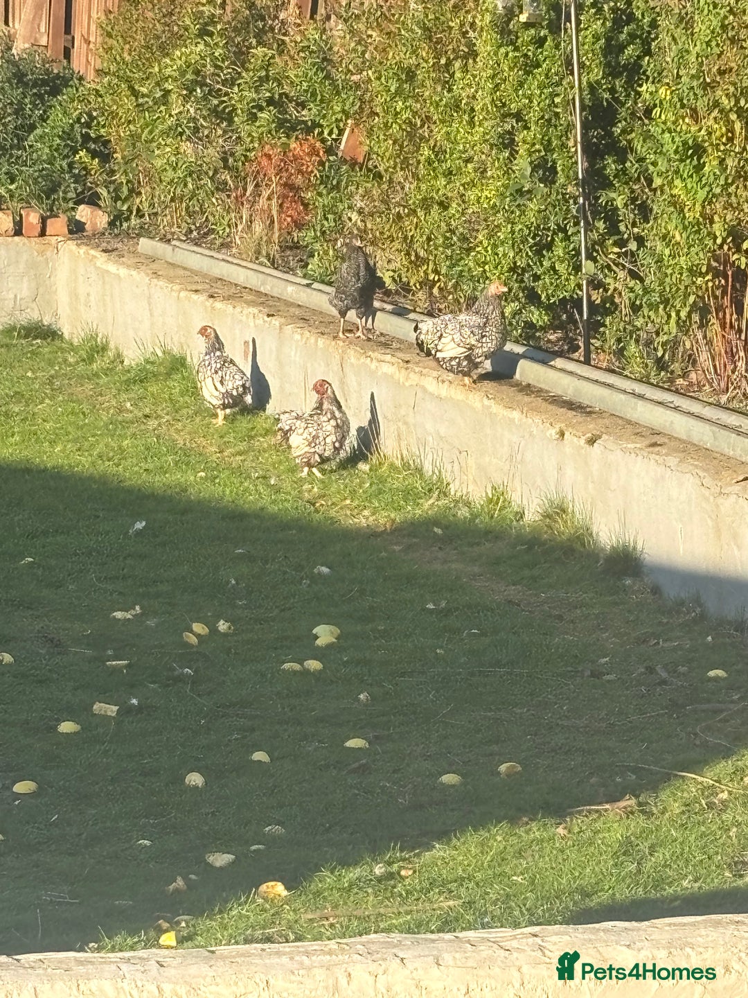Chickens poultry for sale: Garden hens for sale - Image 7
