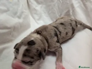 Mixed Breed dogs Borador bully puppies for sale - Advert 2