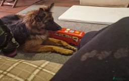 German Shepherd dogs for sale: Beautiful German shepherd called narla  - Image 1