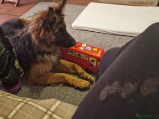 German Shepherd dogs - Advert 3