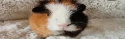 Guinea Pig rodents for sale: 1 boy 6 girls - Advert 5