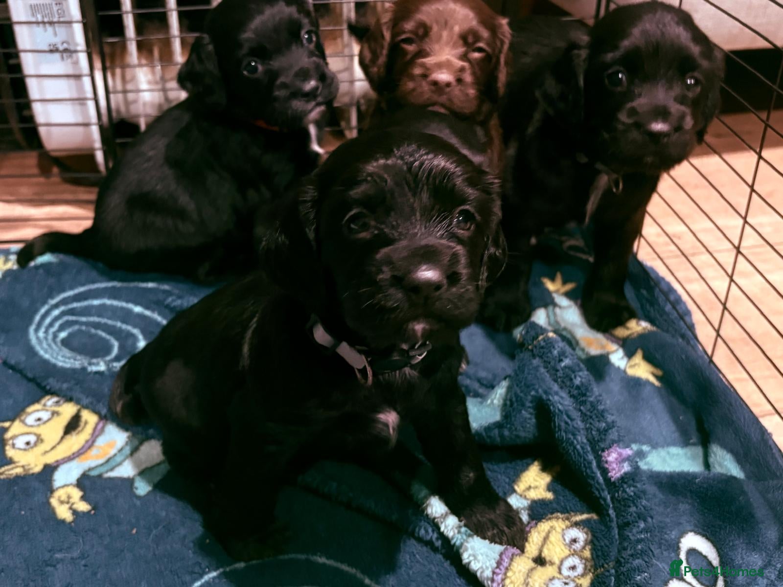 Sprocker dogs Beautiful Sprocker spaniel for sale  - Advert 1
