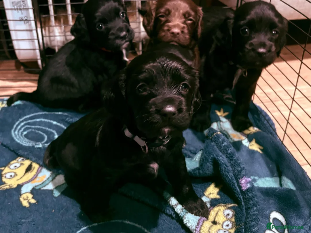 Sprocker dogs for sale: Beautiful Sprocker spaniel for sale  - Advert 1