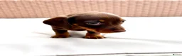 Miniature Dachshund dogs for sale: 7 Adorable Sausage Pups Ready 13th August (4 LEFT) - Advert 8