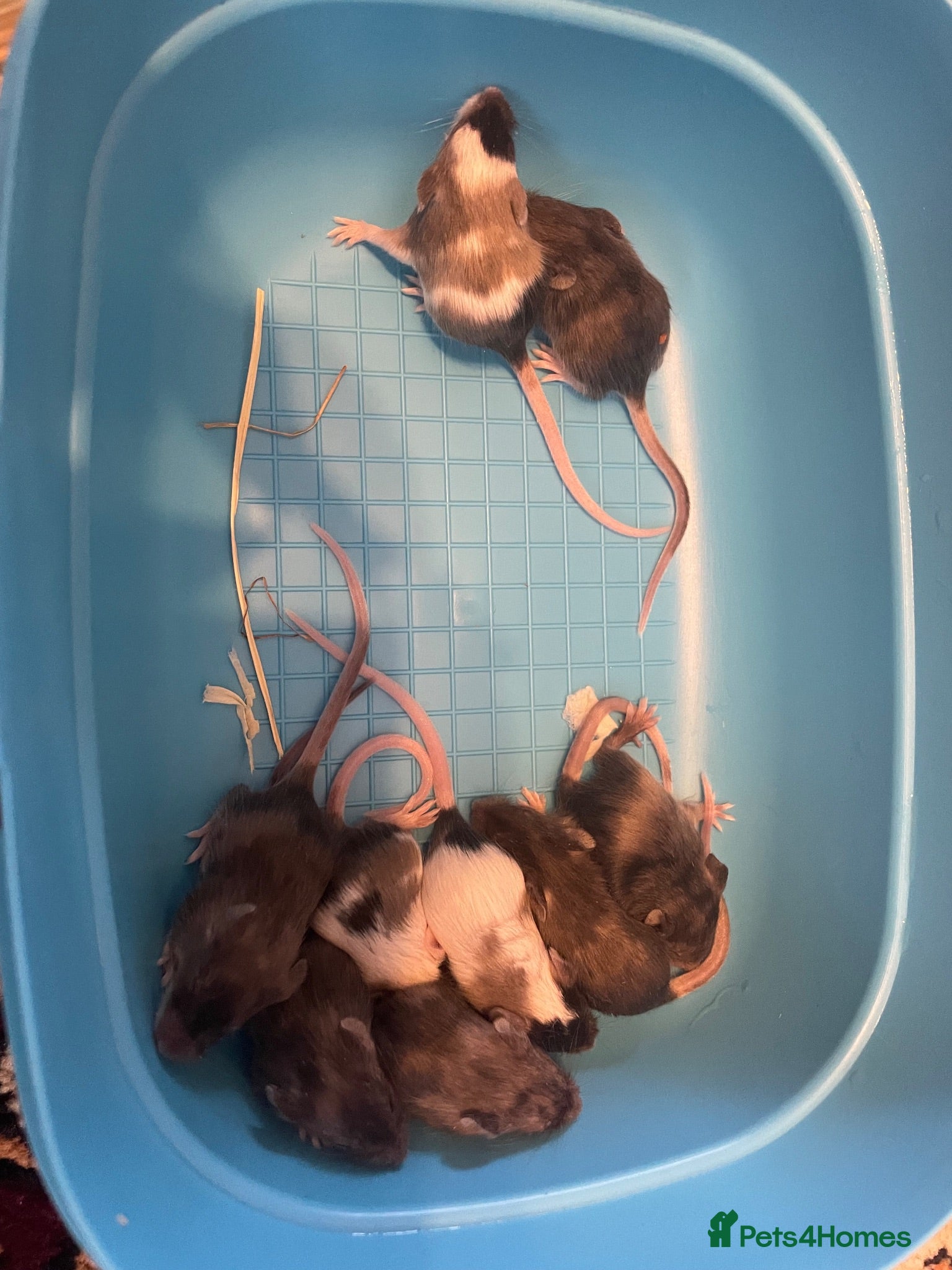 Mouse rodents Baby Mice  - Advert 1