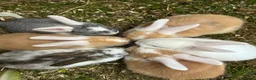Mixed Breed rabbits for sale: Mixed litter of rabbits  in Saffron Walden - Advert 6