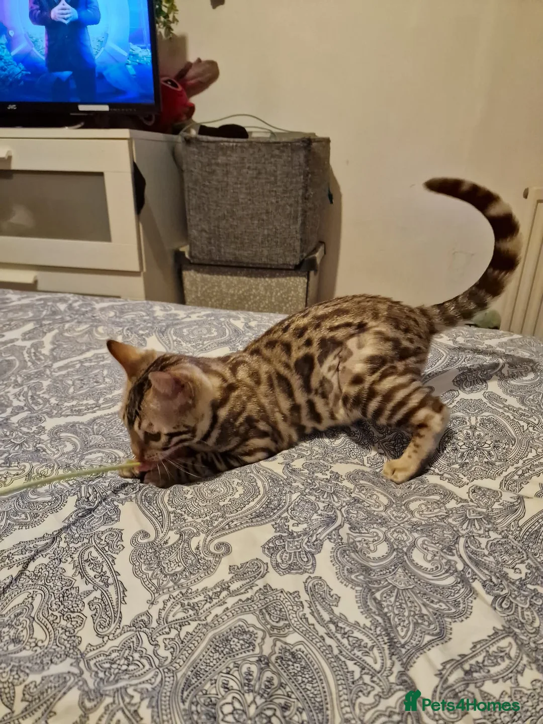 Bengal cats for sale: Ready Now Tica Champion Kittens  - Advert 17