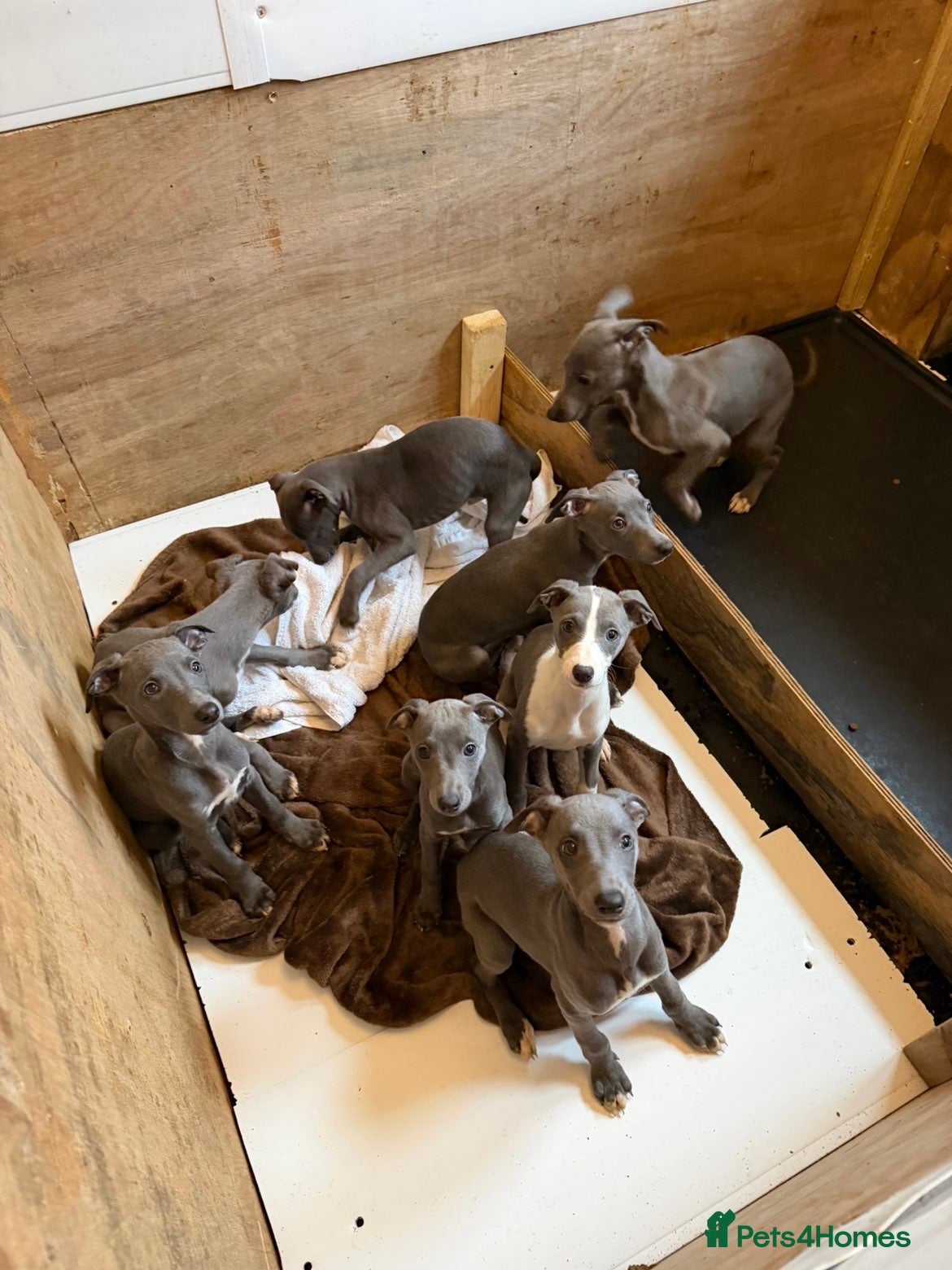 Whippet dogs Blue whippets in Rhyl - Advert 2