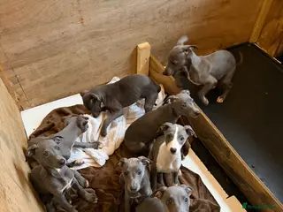 Whippet dogs Blue whippets in Rhyl - Advert 2