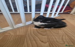 Mixed Breed cats for sale: 3 kittens looking for their forever homes.  - Image 13