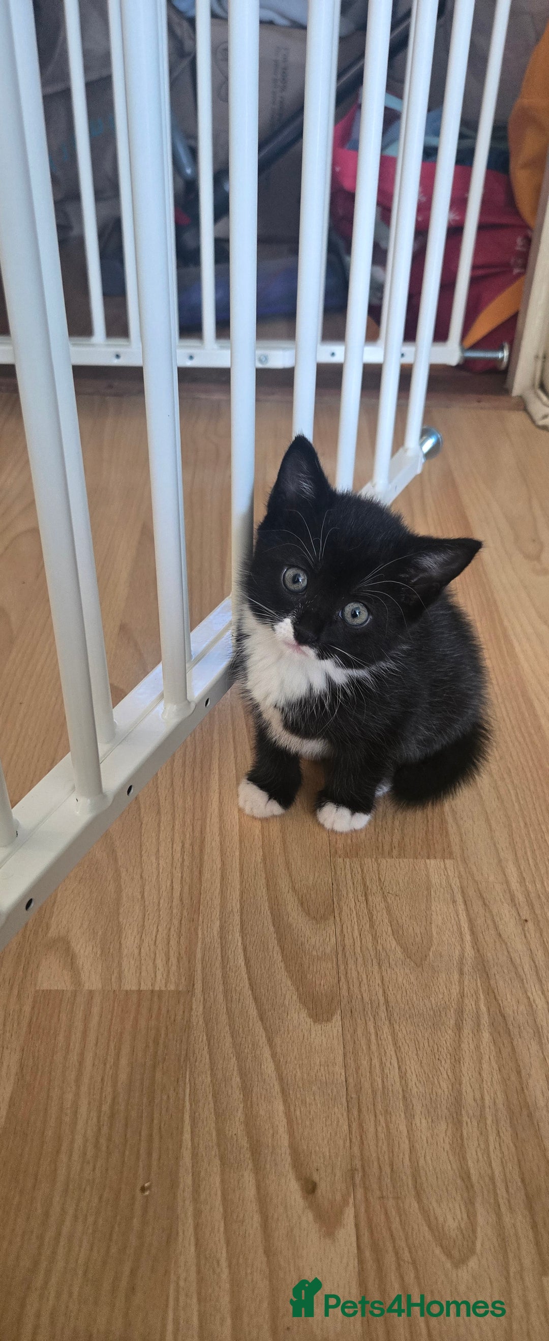Mixed Breed cats for sale: 3 kittens looking for their forever homes.  - Image 13
