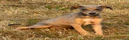 Lurcher dogs for sale: Stunning Lurchers  - Advert 16