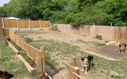 German Shepherd dogs for sale: 13 Month old German Shepherd - Rex - Image 3