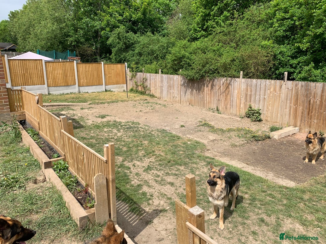 German Shepherd dogs for sale: 13 Month old German Shepherd - Rex - Image 3