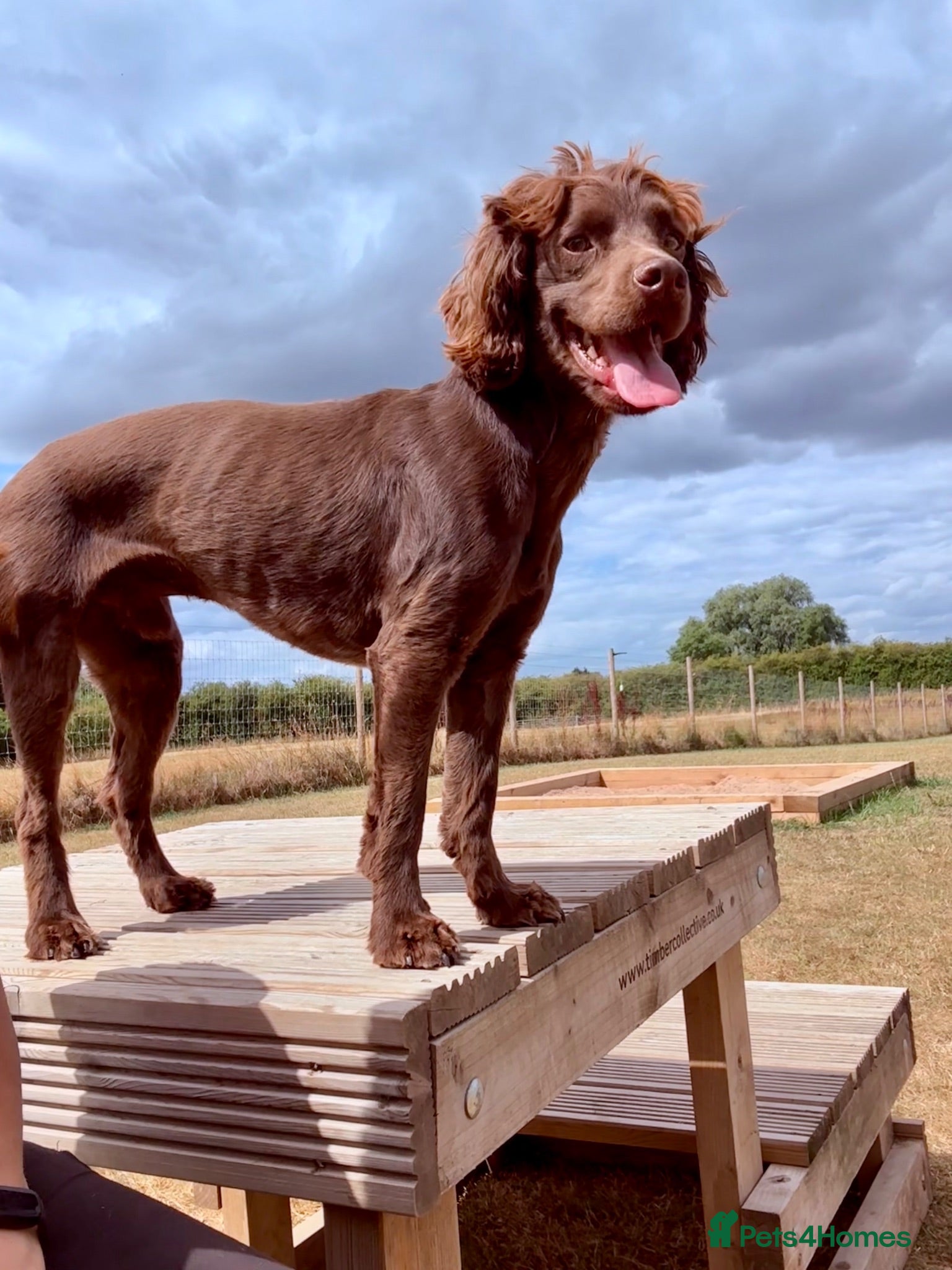 Cocker Spaniel dogs Gorgeous Chocolate Boy needs forever home only x  - Advert 1