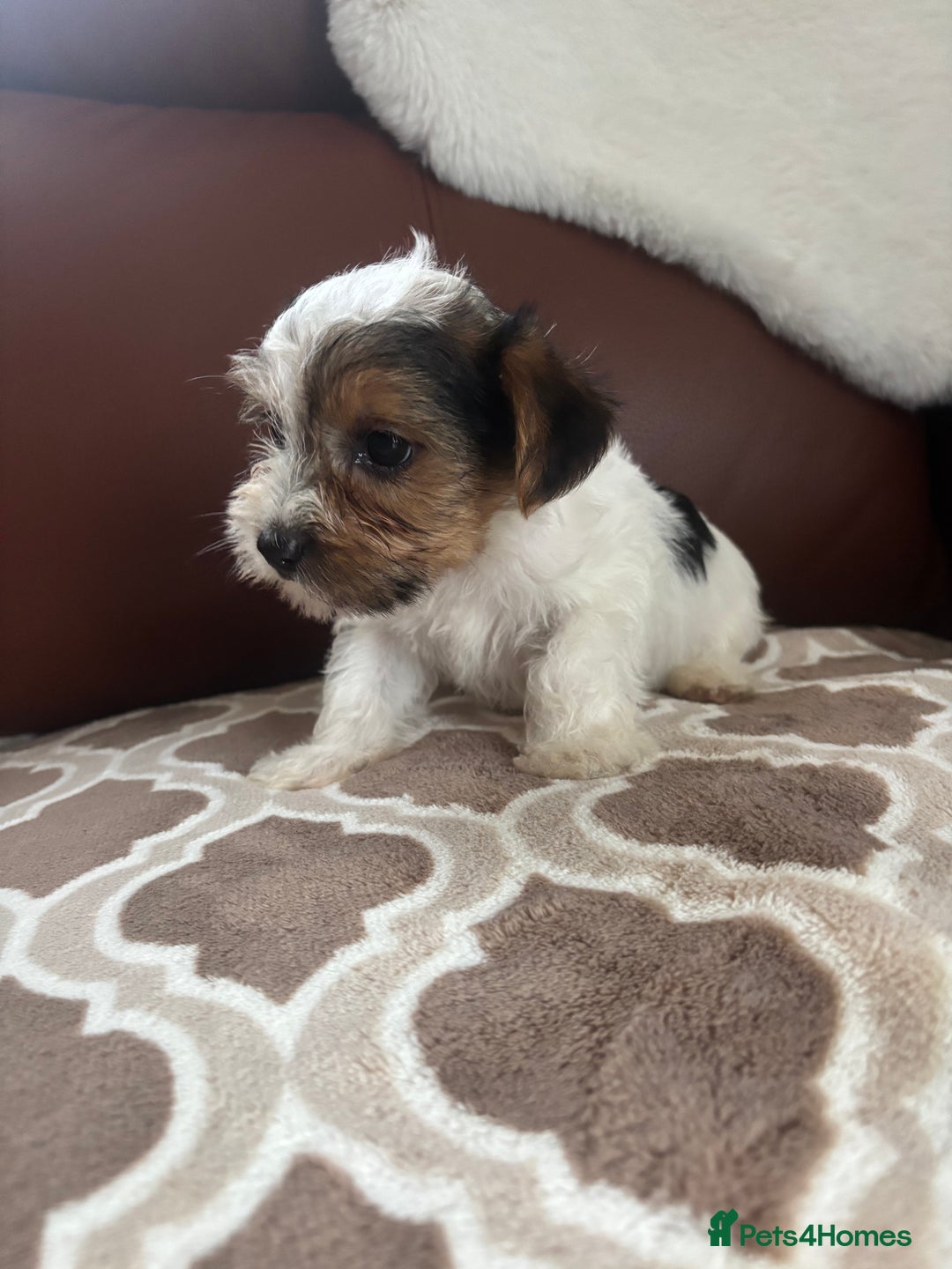 Mixed Breed dogs for sale: Yorkshire terrier/Jack Russell - Image 30