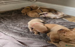 Labrador Retriever dogs for sale: Beautiful litter of perfect labrador retrievers  - Image 5
