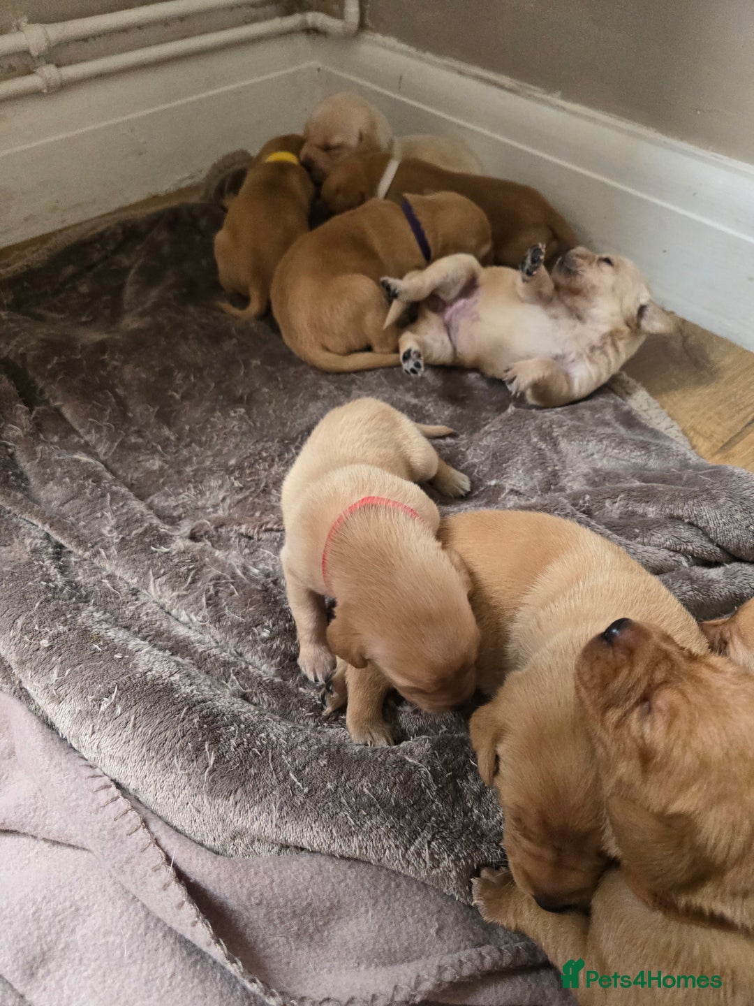 Labrador Retriever dogs for sale: Beautiful litter of perfect labrador retrievers  - Image 5