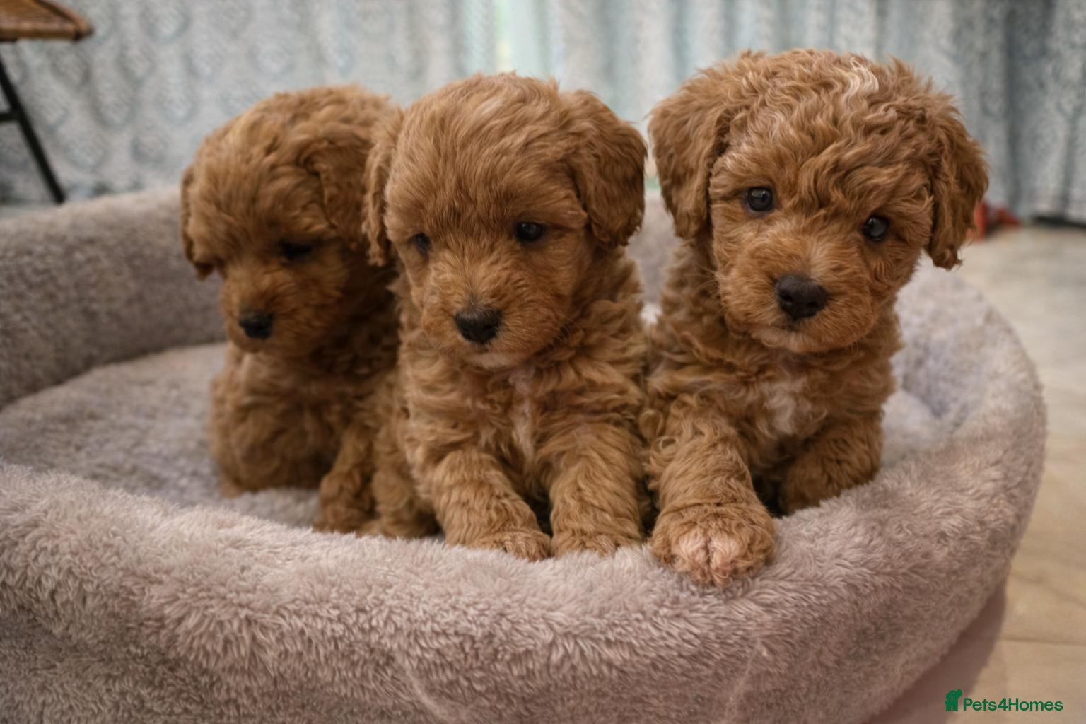 Maltipoo dogs Tiny Korean maltipoo  - Advert 6