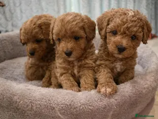 Maltipoo dogs Tiny Korean maltipoo - Advert 6