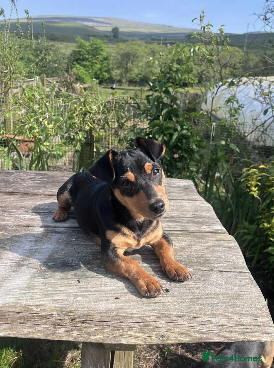 Jack Russell dogs for sale: 6 jack Russell puppy  - Advert 10