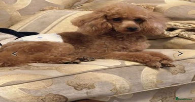 Miniature Poodle dogs - Advert 2