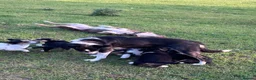 Mixed Breed dogs for sale: Beautiful tri colour border collie pups - Advert 13