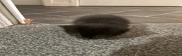 British Shorthair cats for sale: Kittens  - Advert 2