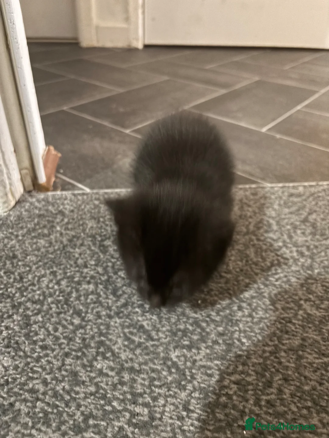 British Shorthair cats for sale: Kittens  - Advert 2