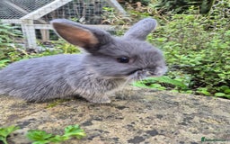 Mini Lop rabbits for sale: Mini Lops  - Image 5