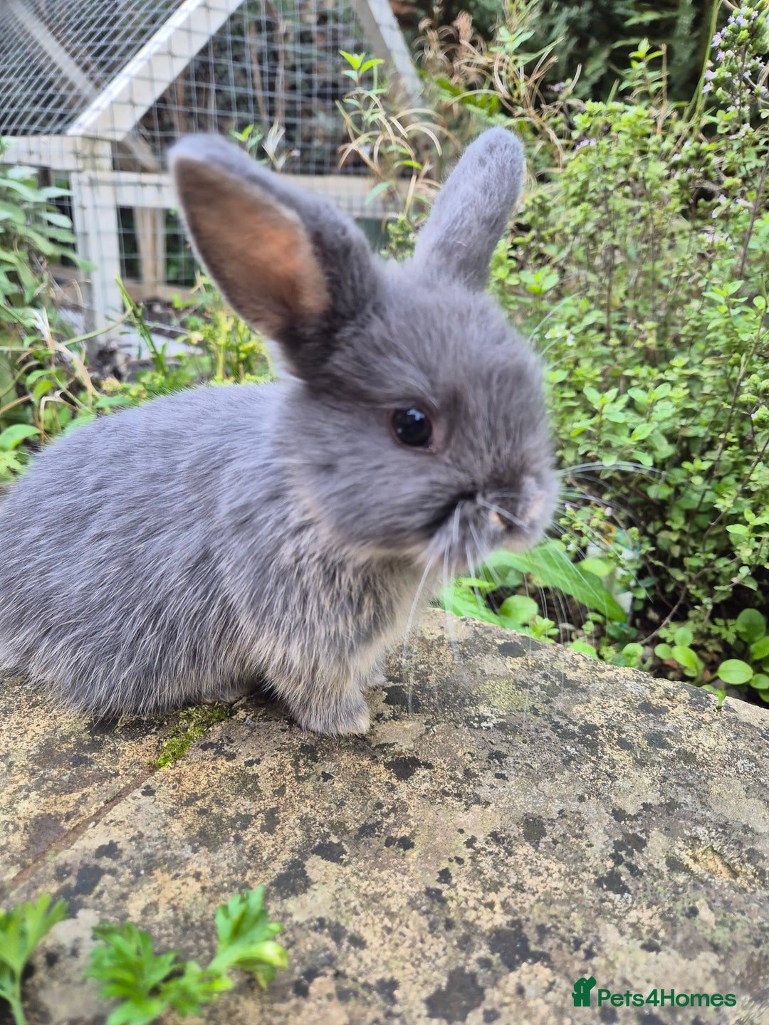 Mini Lop rabbits for sale: Mini Lops  - Image 5