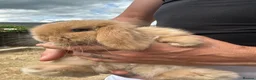 Mini Lop rabbits for sale: Mini lop rabbits  - Advert 12