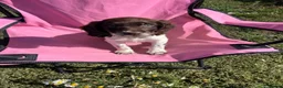 English Springer Spaniel dogs for sale: English springer spaniel pups for sale - Advert 31