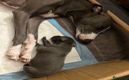 Italian Greyhound dogs for sale: 1 Italian Greyhound Puppy Girl / Bitch For Sale! - Image 6