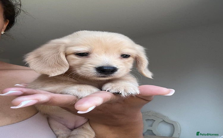 Miniature Dachshund dogs - Advert 14