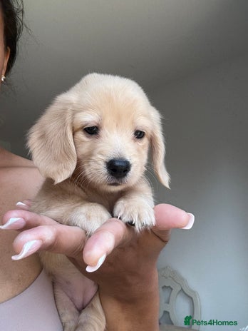 Miniature Dachshund dogs - Advert 1