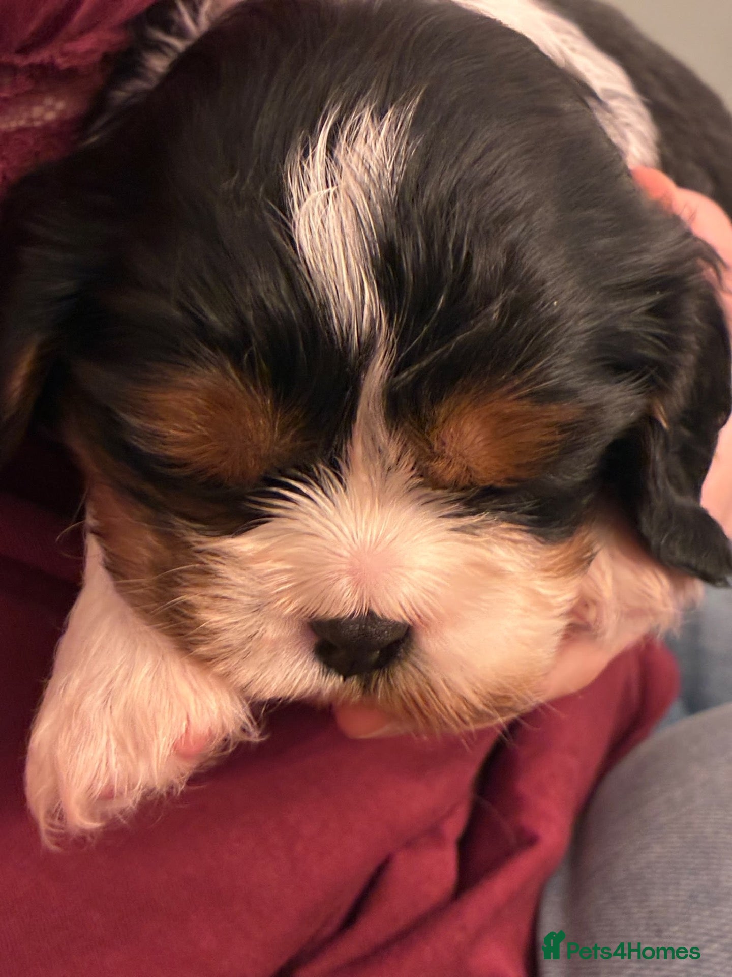 Cavalier King Charles Spaniel dogs Exceptional cavalier King Charles puppies  - Advert 1