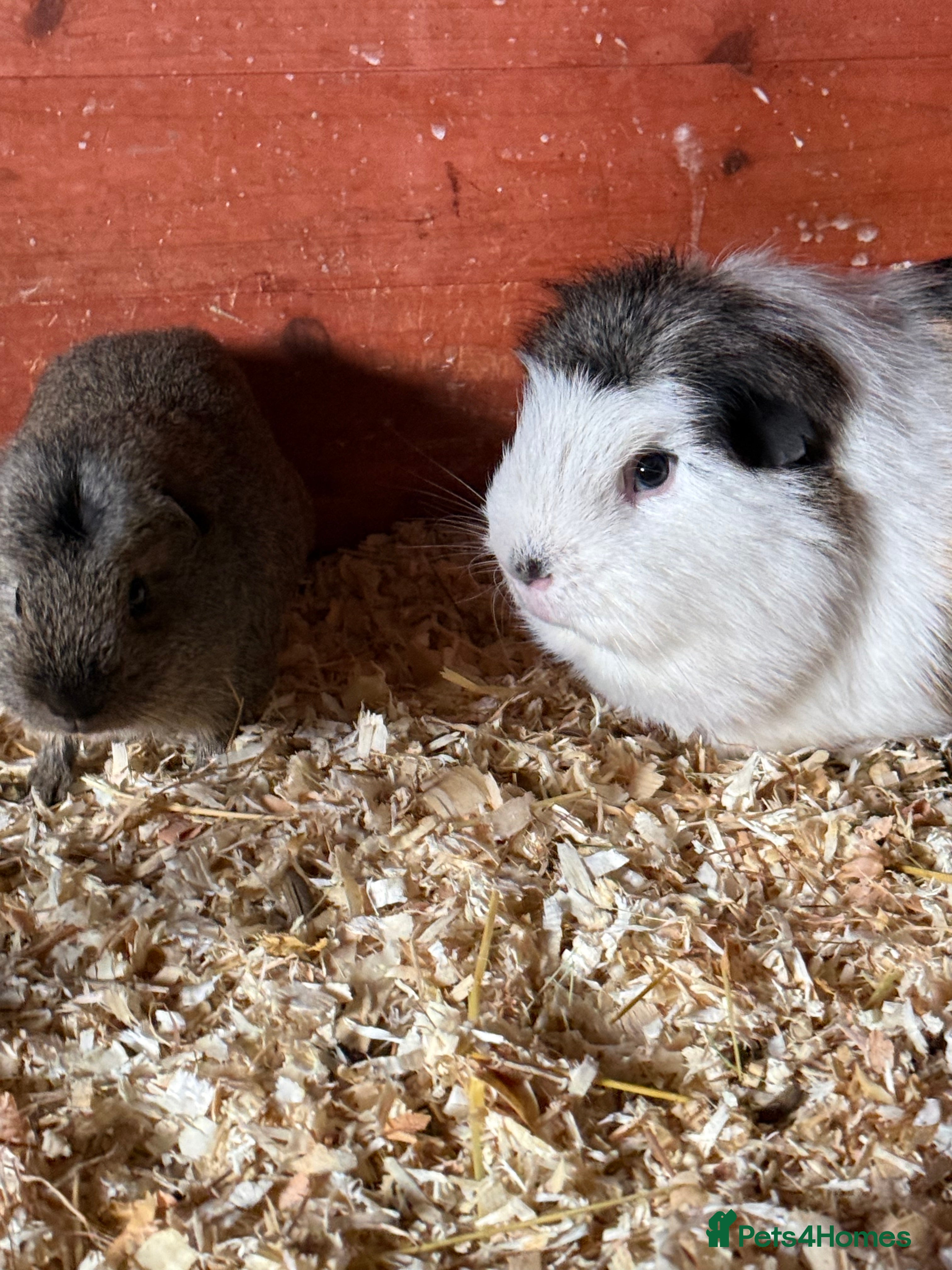 Guinea Pig rodents Beautiful boys looking for new homes  - Advert 4