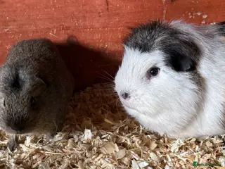 Guinea Pig rodents Beautiful boys looking for new homes - Advert 4