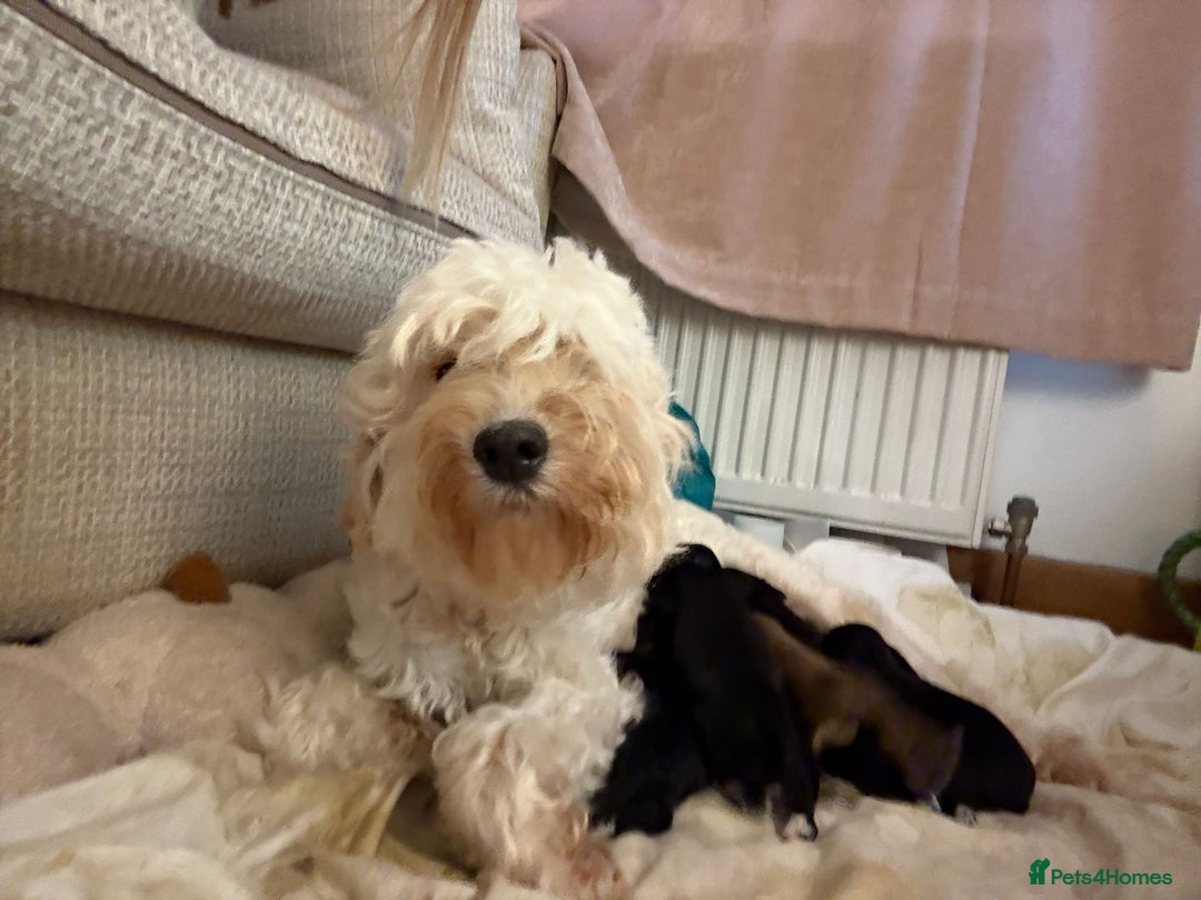 Cockapoo dogs for sale: Cockapoo puppies for sale ready to go - Advert 1