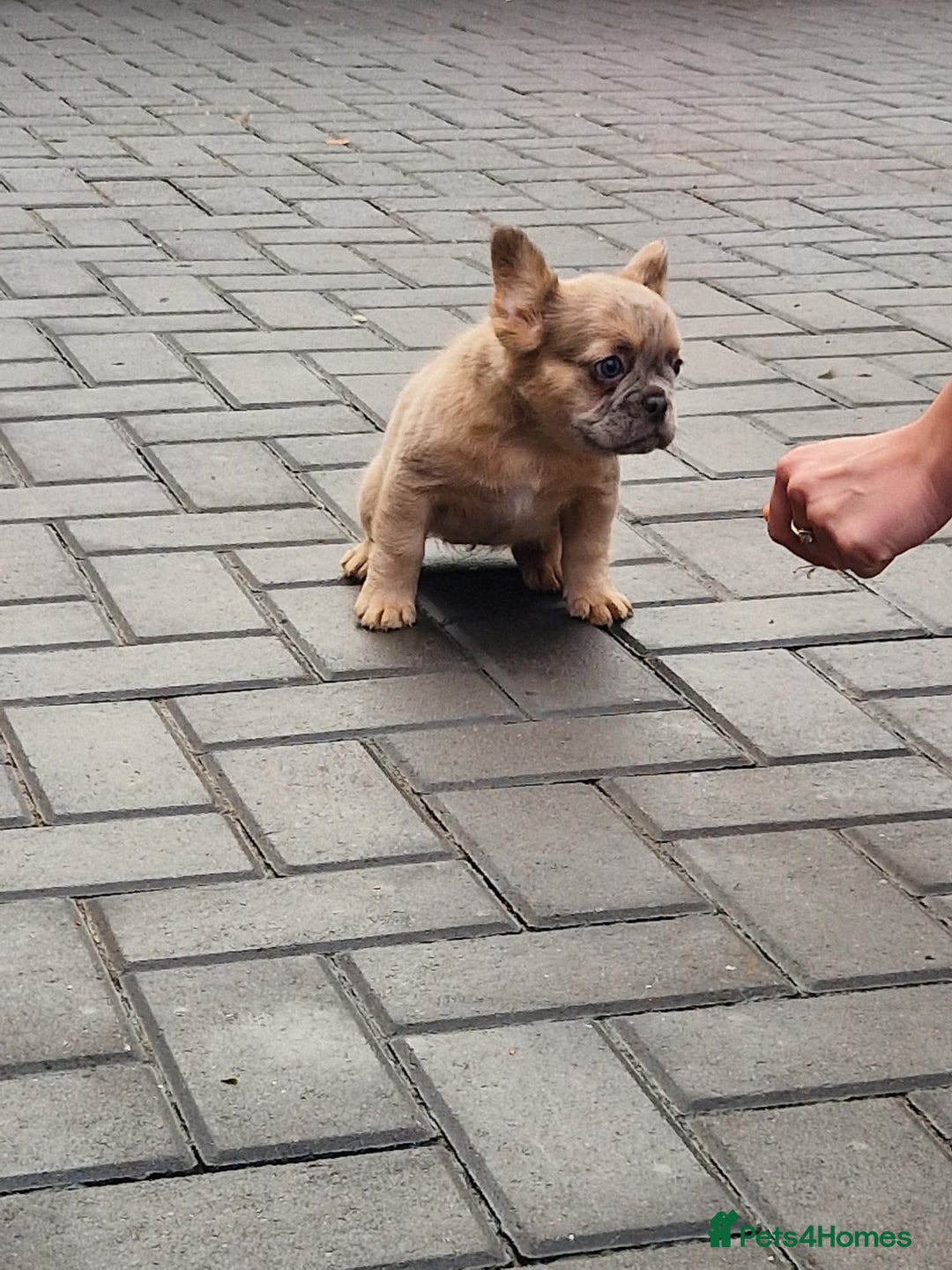 French Bulldog dogs for sale: Fluffy merle female french bulldog  - Advert 5