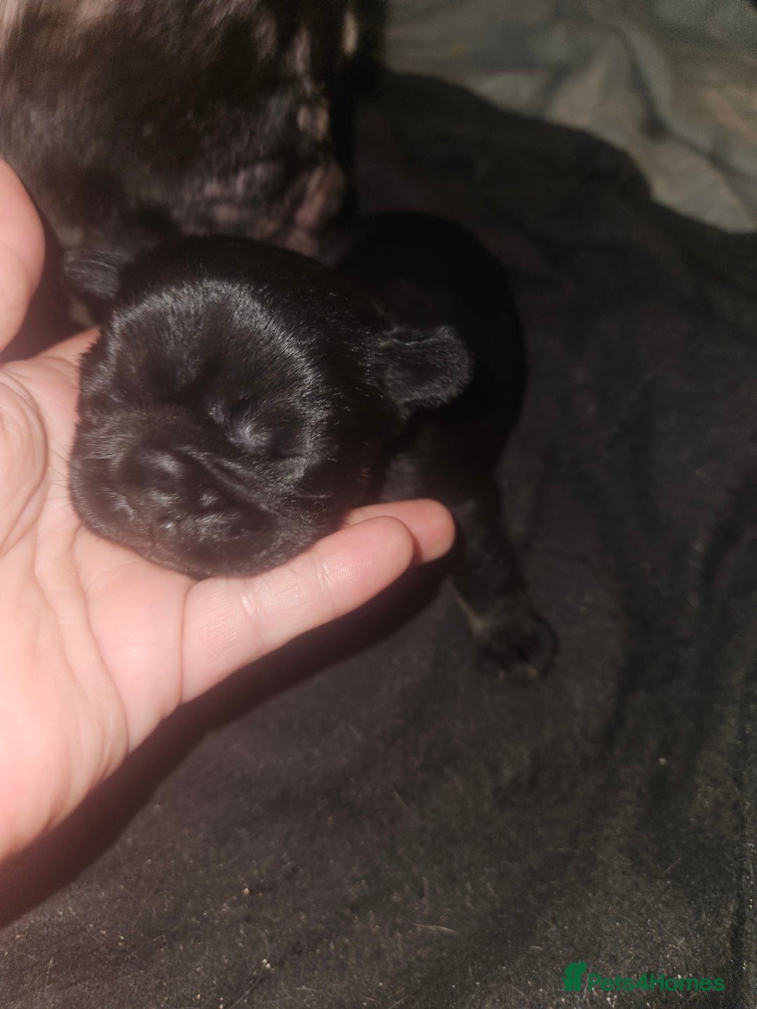 French Bulldog dogs for sale: Last make French bull dog pup - Image 3